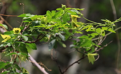 Dalechampia capensis