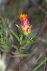Lampranthus bicolor