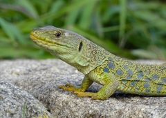 Timon lepidus lepidus