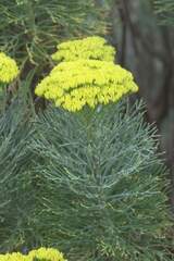 Hymenolepis crithmifolia