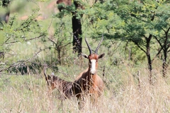 Damaliscus pygargus phillipsi