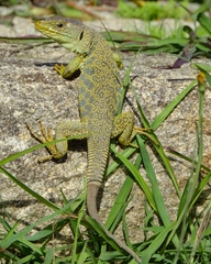 Timon lepidus lepidus