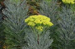 Hymenolepis crithmifolia
