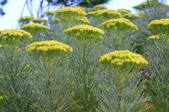 Hymenolepis crithmifolia