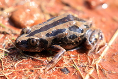 Kassina senegalensis