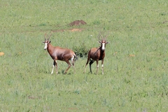 Damaliscus pygargus phillipsi