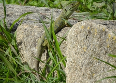 Timon lepidus lepidus