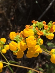 Calceolaria thyrsiflora