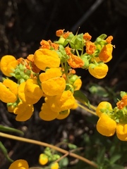 Calceolaria thyrsiflora