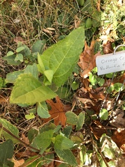 Heliopsis helianthoides