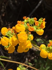 Calceolaria thyrsiflora