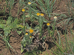 Helichrysum auriceps