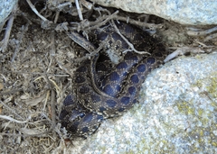 Hemorrhois hippocrepis