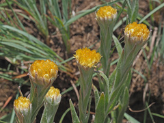 Helichrysum auriceps