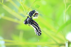 Bunaea alcinoe