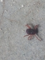 Rhipicephalus sanguineus