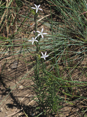 Wahlenbergia huttonii