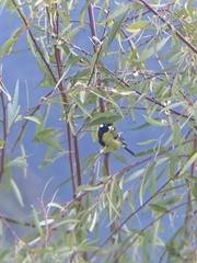 Parus monticolus