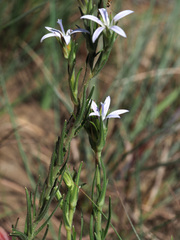 Wahlenbergia huttonii