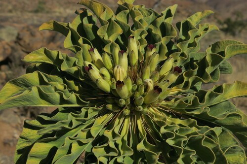 Image of Pachypodium namaquanum by (c) nearwildhelen, some rights reserved (CC BY)