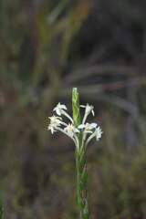 Struthiola ciliata