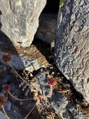 Rhodiola bupleuroides