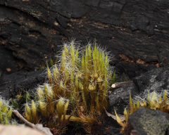 Campylopus introflexus