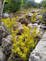Sedum urvillei