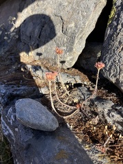 Rhodiola bupleuroides