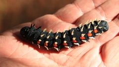 Bunaea alcinoe