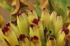 Pachypodium namaquanum image