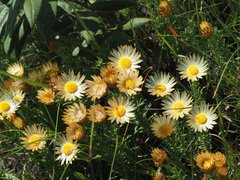 Helichrysum herbaceum