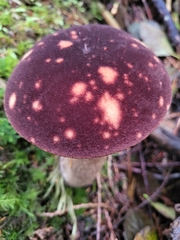 Aureoboletus mirabilis