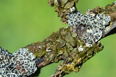 Melanohalea exasperata