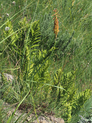 Kniphofia angustifolia