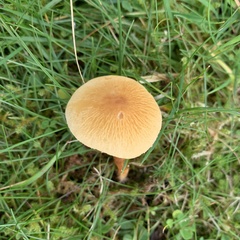 Cystoderma