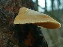 Crepidotus mollis