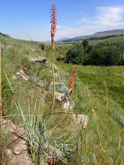 Kniphofia angustifolia