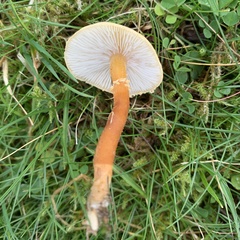 Cystoderma