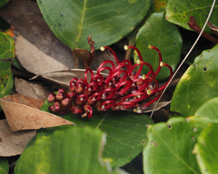 Grevillea laurifolia
