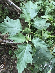 Datura stramonium