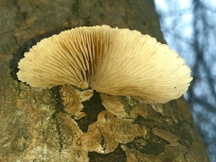 Crepidotus mollis