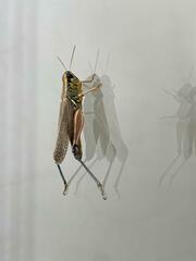 Phoetaliotes nebrascensis