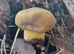 Suillus variegatus