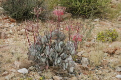 Cotyledon orbiculata
