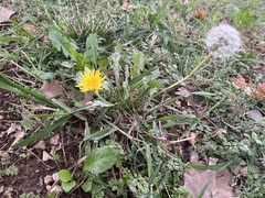 Taraxacum officinale