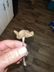 Psilocybe cyanescens