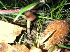 Psilocybe cyanescens