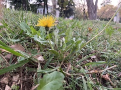 Taraxacum officinale
