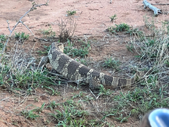 Varanus albigularis albigularis